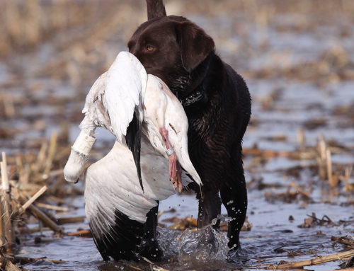 arkansas duck hunting guides flooded timber