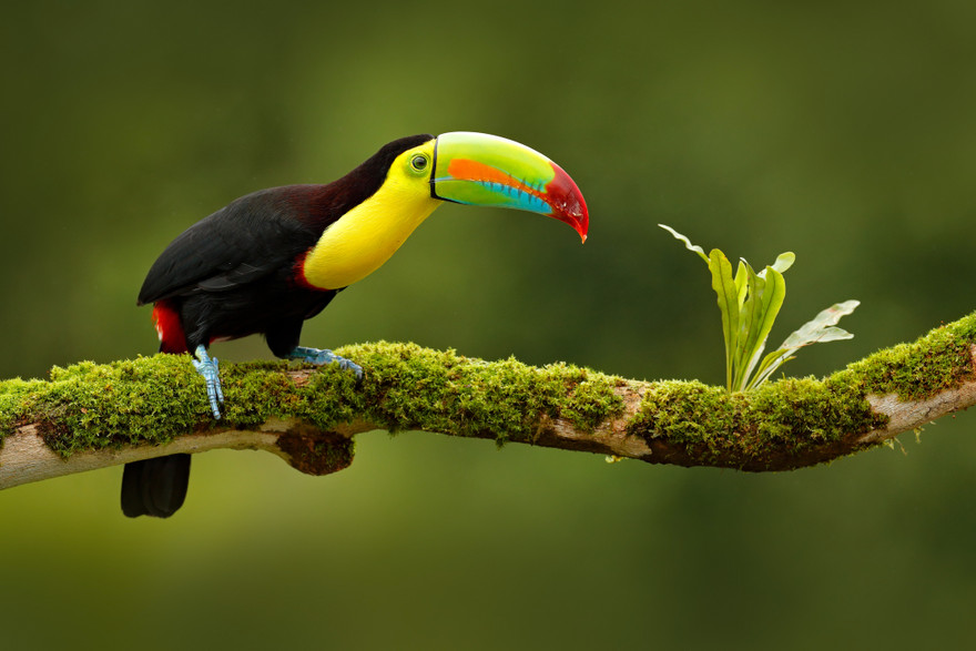 costa rica self guided tours