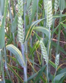 wheat diseases and pests a guide for field identification