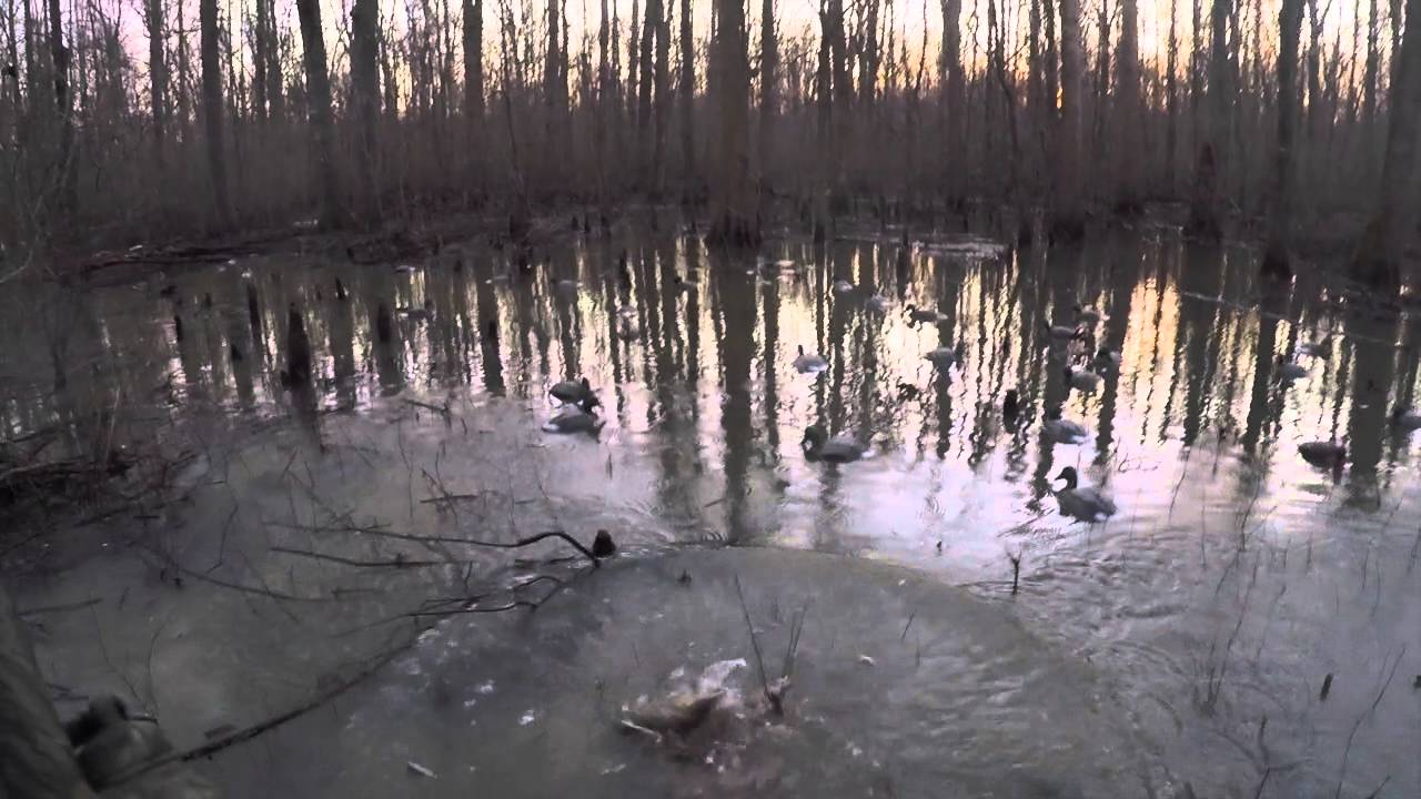 arkansas duck hunting guides flooded timber