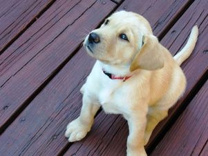 canadian guide dogs for the blind adoption