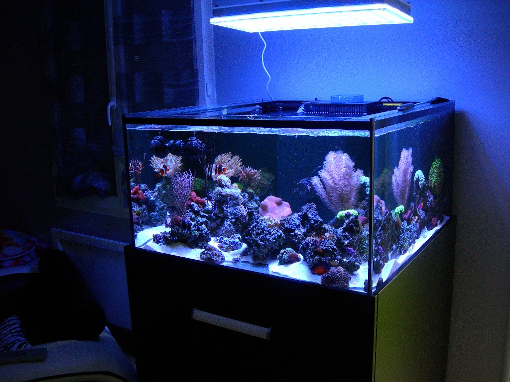 tropical fish aquarium lighting guide